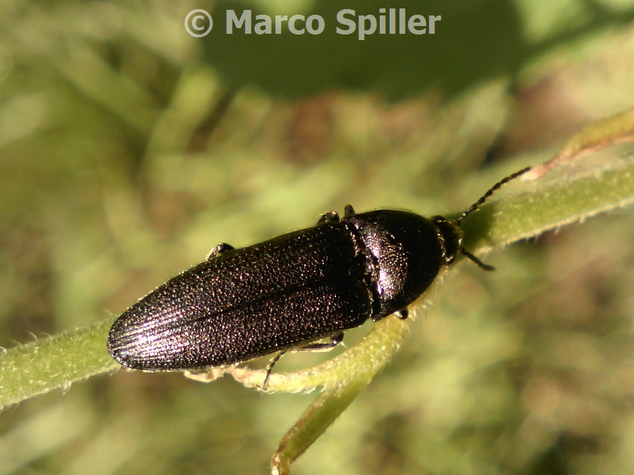 Elateride da identificare